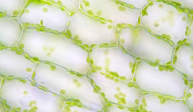 Life Sciences Modeling Ihs Markit